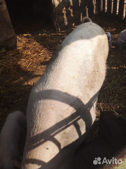 Свиноматка см-1