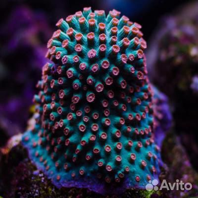 Морской аквариум. Кораллы и морские рыбки с отправ