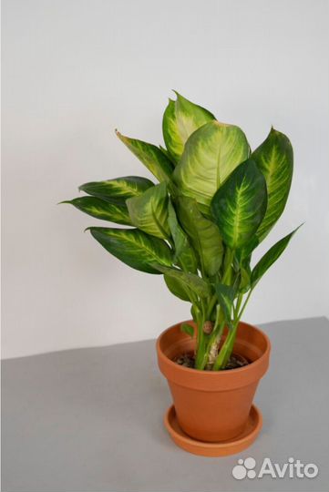 Диффенбахия