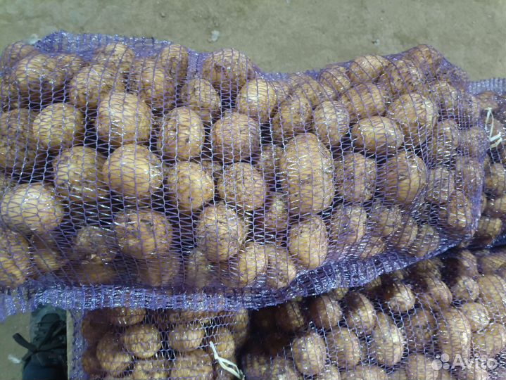 Продам картофель оптом