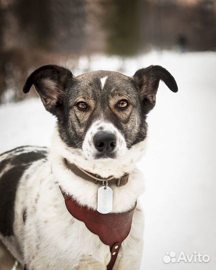 Робкой собаке нужен дом