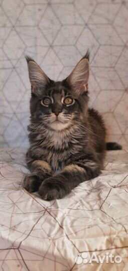 Котята мейн-кун