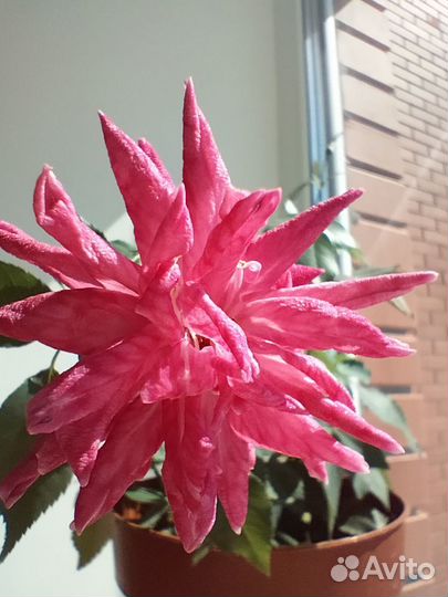 Роза комнатная Чайная(Венгерка,Бенгалка) малиновая