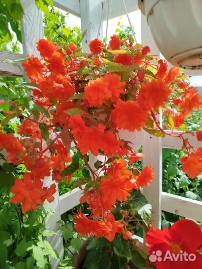 Бегония беллекония