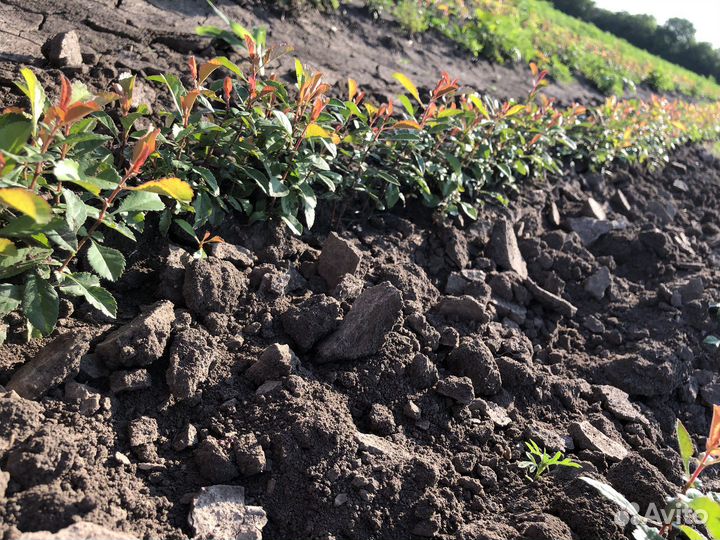 Сеянцы декоративных растений