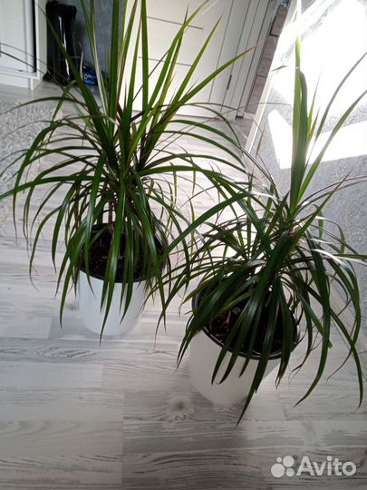 Пальма драцена