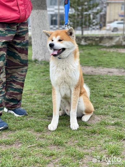 Кобель Акита ину (вязка)