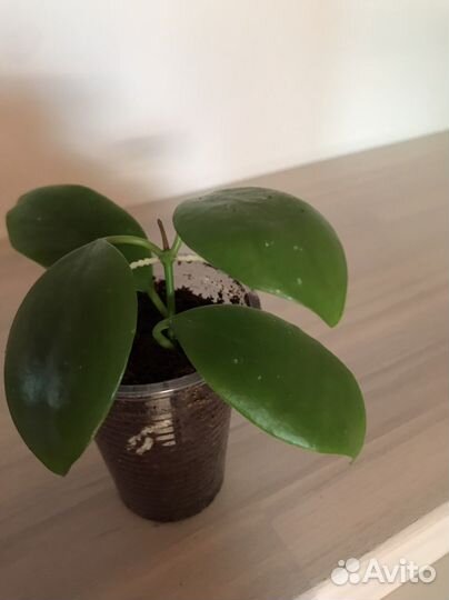 Хойя акута, ретуза, манипуренсис, нарциссифлора