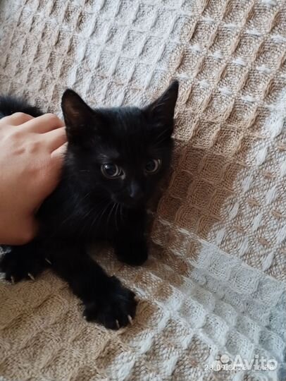 Черный котенок