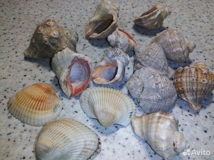 Ракушки морские (рапаны)