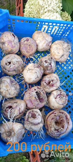 Рябчик императорский оранжевый