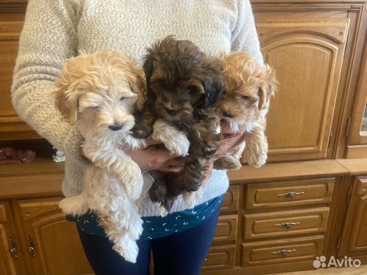 Собака мальтийская болонка