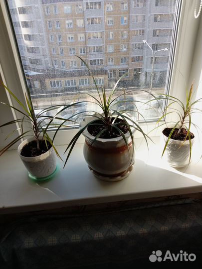 Цветы домашние