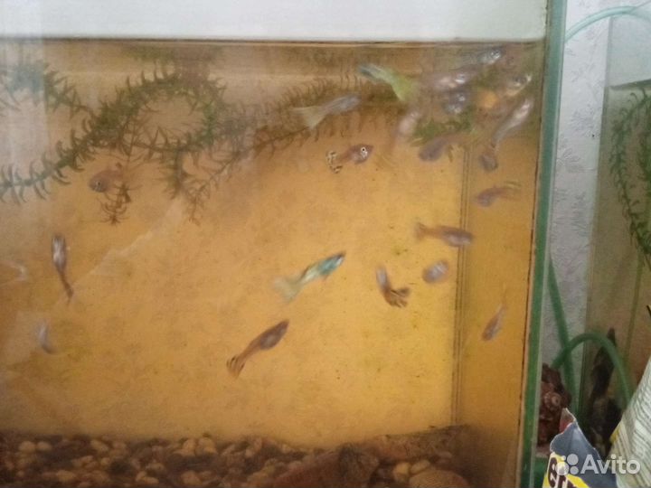 Мальки гуппи