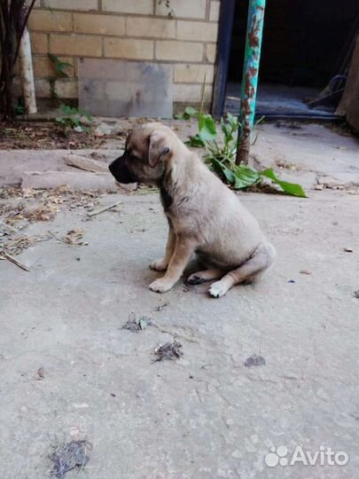 Отдам в добрые руки