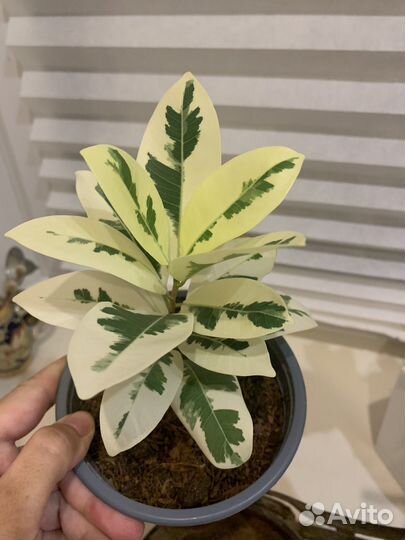 Фикус альбомаргината