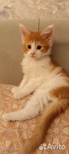 Котята мейн-кун