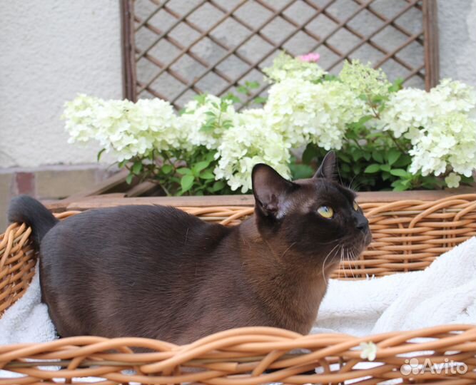 Европейская бурма