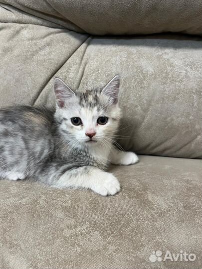 Котята