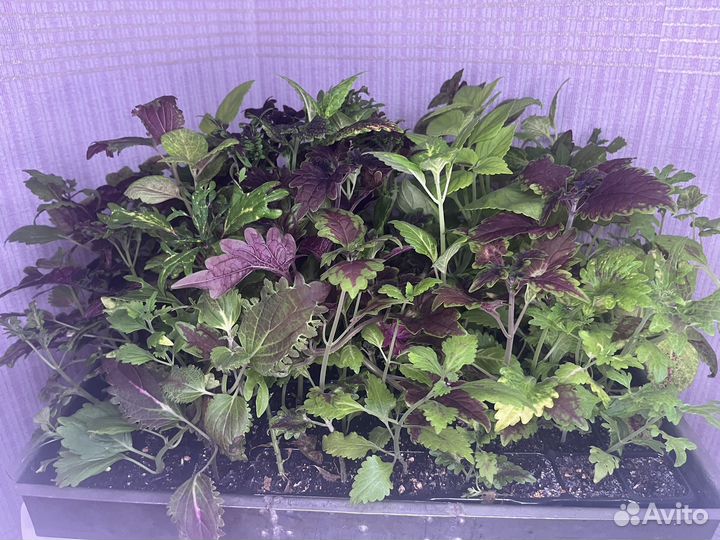 Колеусы вегетативные