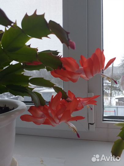 Сегменты сортовых декабристов