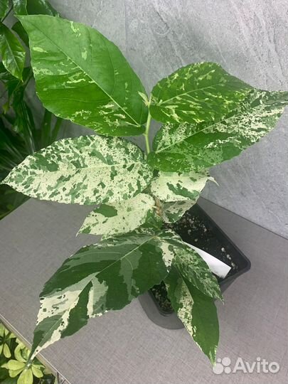 Фикус Аспера