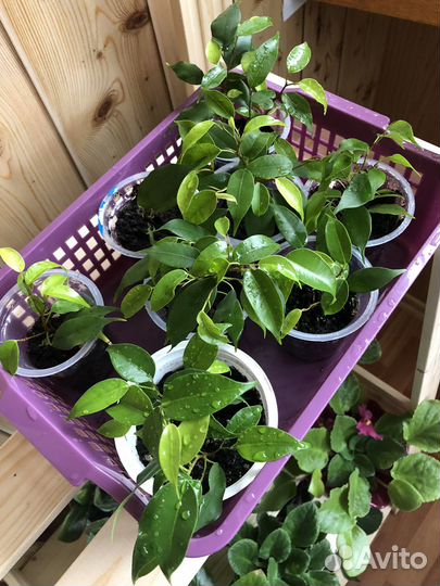 Фикус Бенджамина