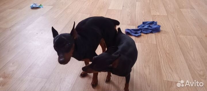 Щенки цвергпинчера