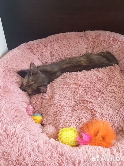 Кошечка Мося