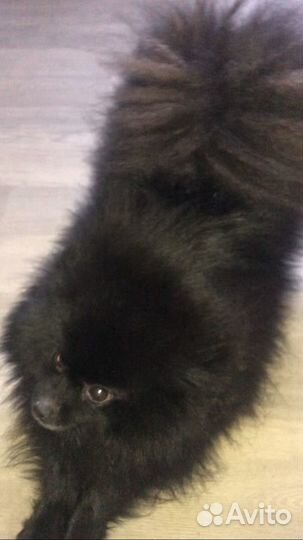 Передержка,выгул собак и грызунов