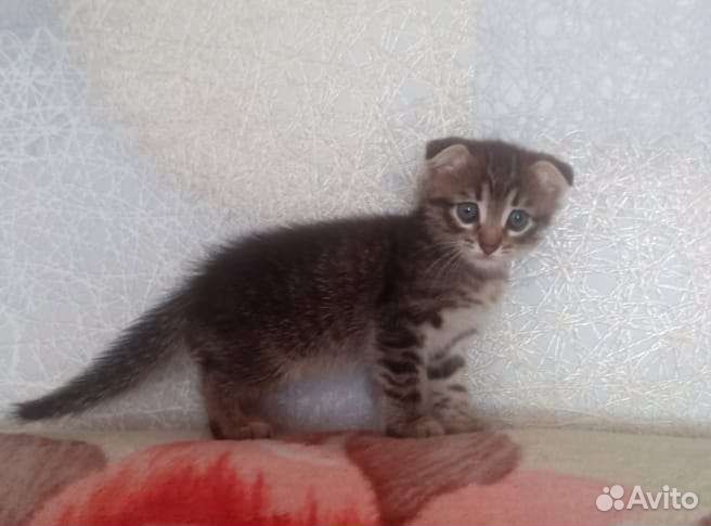 Котенок мальчик вислоухий