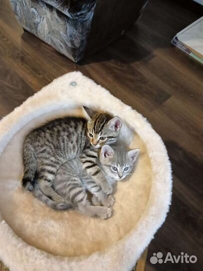 Британская