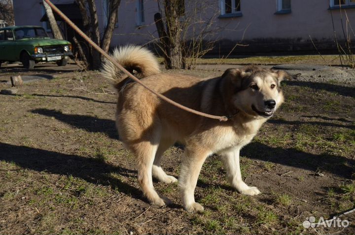 Отдам помесную лайку 1 год. Стерилизована