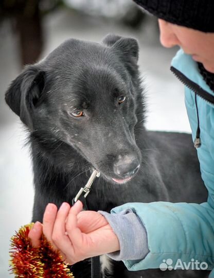 Сириус (собака в дар)