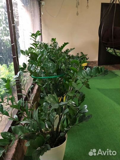 Замиокулькас