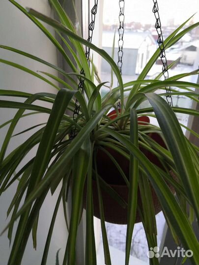 Комнатный цветок. Хлорофитум