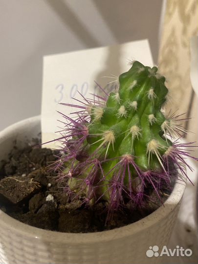 Продается коллекция кактусов