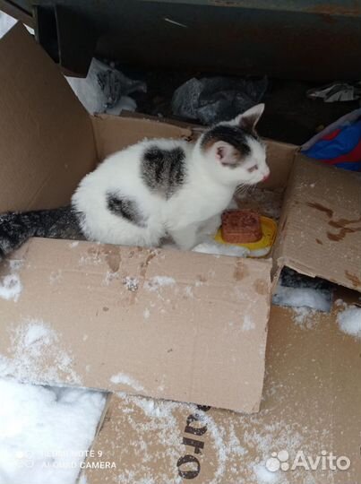 Котенок в дар бесплатно