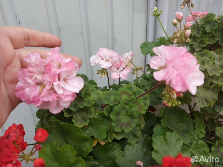 Комнатные растения