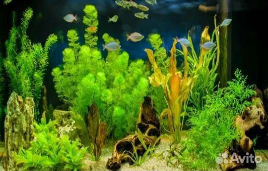 Рыбки гуппи