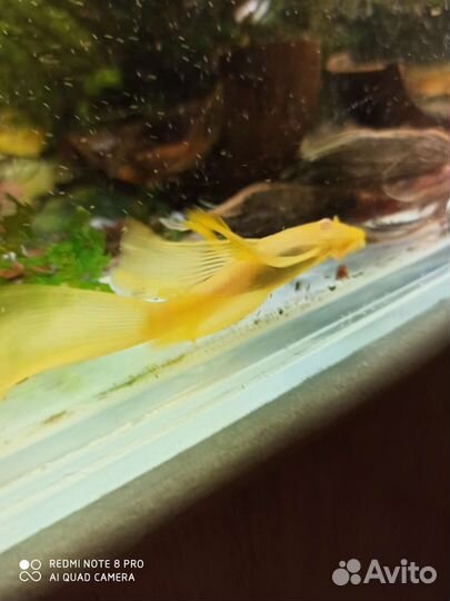 Анциструс вуалевый (присоска)