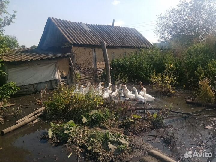 Утки на мясо