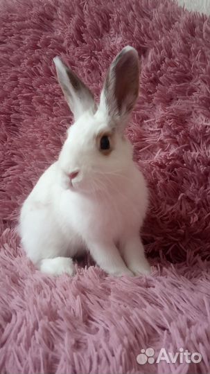 Декоративный кролик