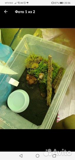 Террариумы разные, для рептилий насекомых тп