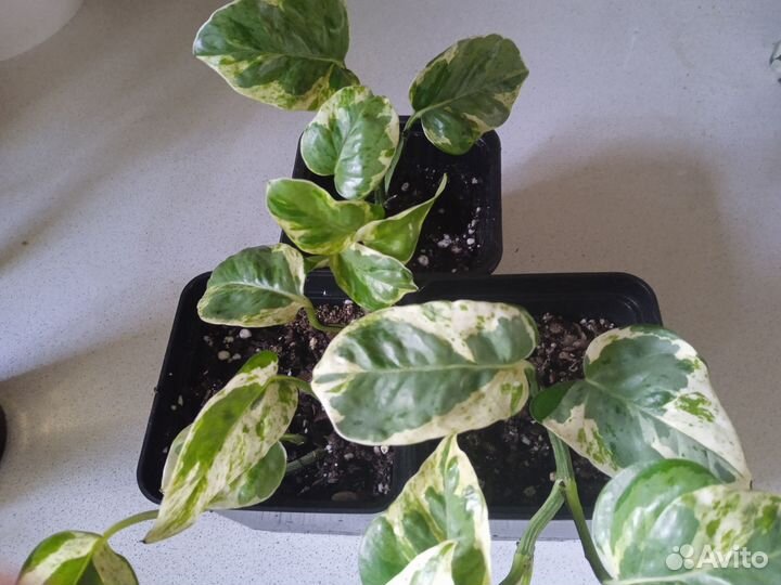 Комнатные растения