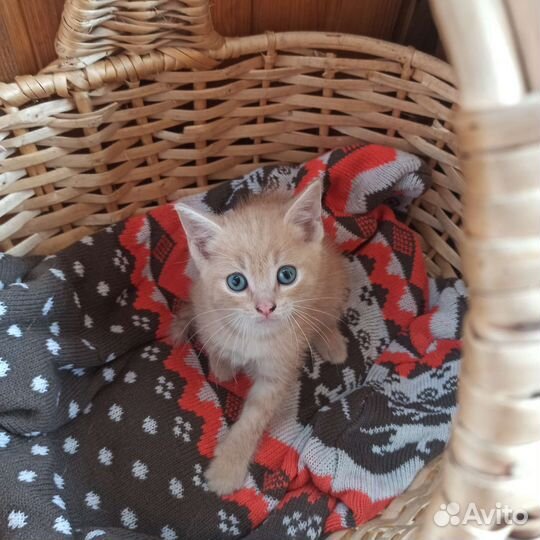 Котята в добрые руки бесплатно