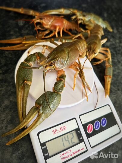 Раки и Креветки живые/вареные Актуальный Прайс