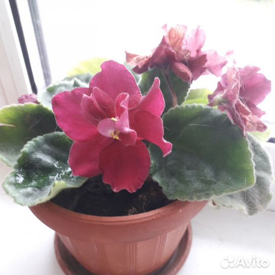 Фиалка в горшках