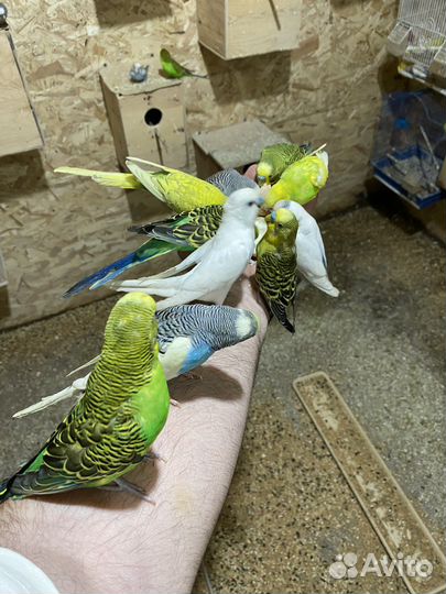 Волнистый попугай 1-2 года оптом
