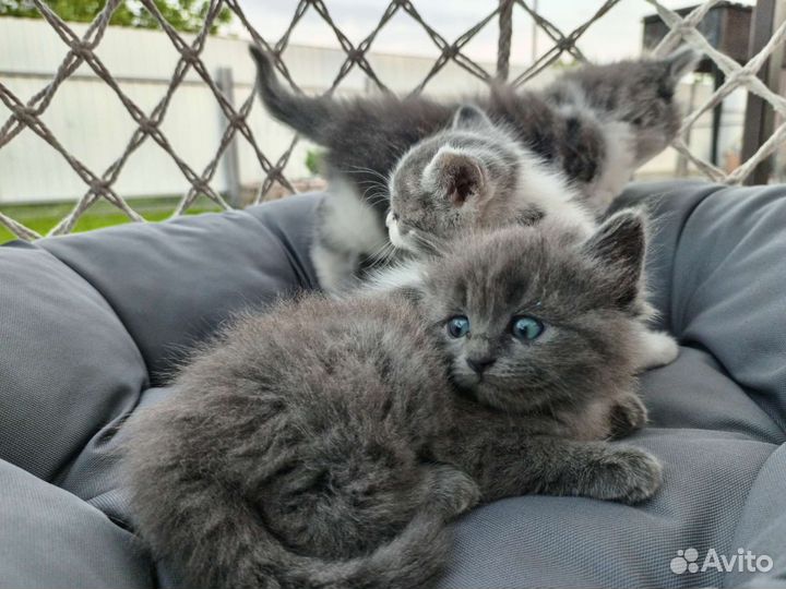 Британцы в добрые руки